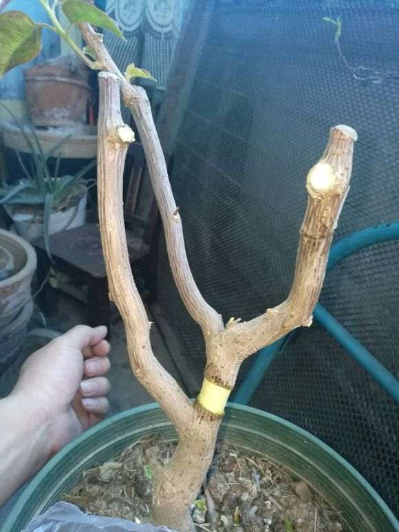 三角梅下山桩怎么高压的方法