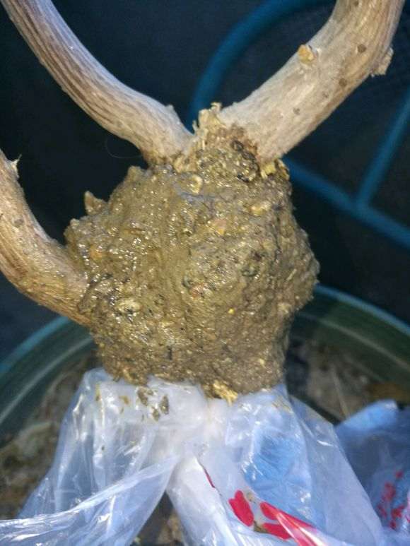 三角梅下山桩怎么高压的方法