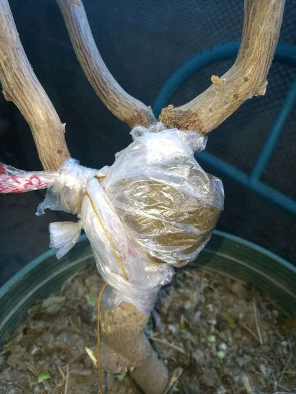 三角梅下山桩怎么高压的方法