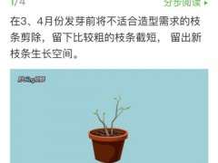 图解 三角梅下山桩怎么修剪的方法