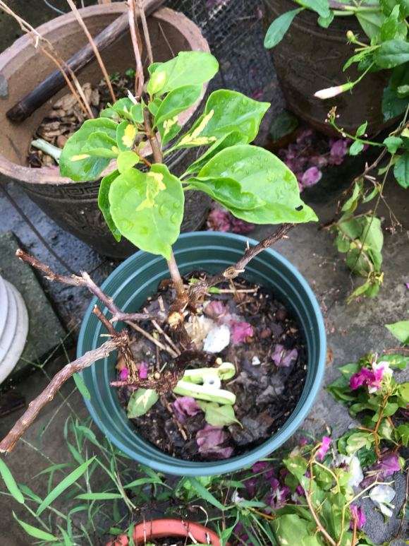 第一次养三角梅下山桩 怎么修剪 图片