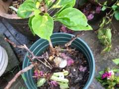 第一次养三角梅下山桩 怎么修剪 图片