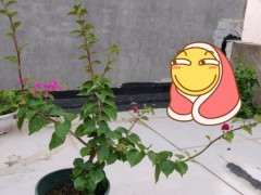 请问 三角梅下山桩花后怎么修剪呢 图片