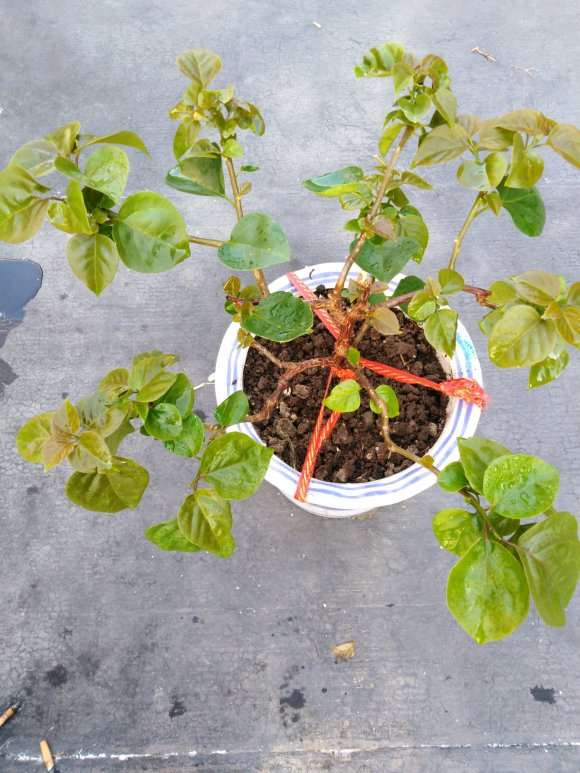 我的三角梅盆栽该怎样剪 图片