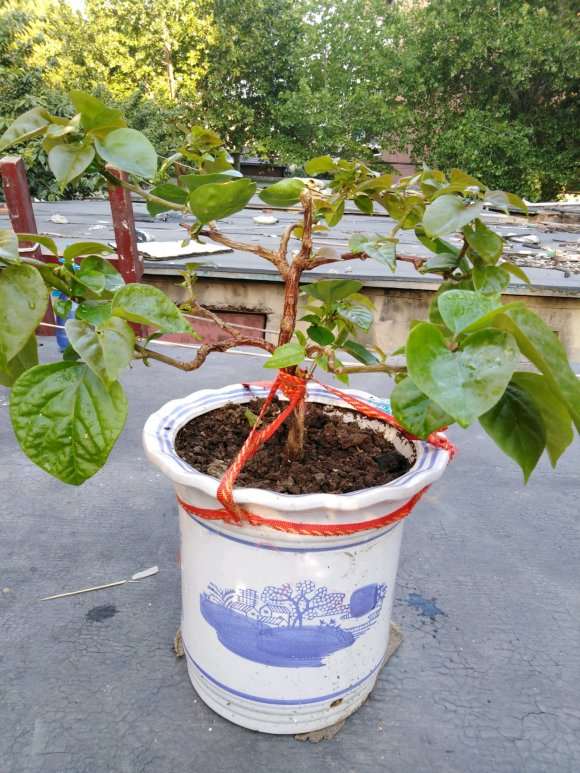 我的三角梅盆栽该怎样剪 图片