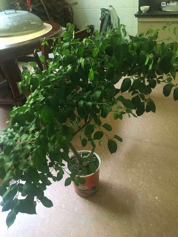 三角梅盆栽适合用什么花盆 图片