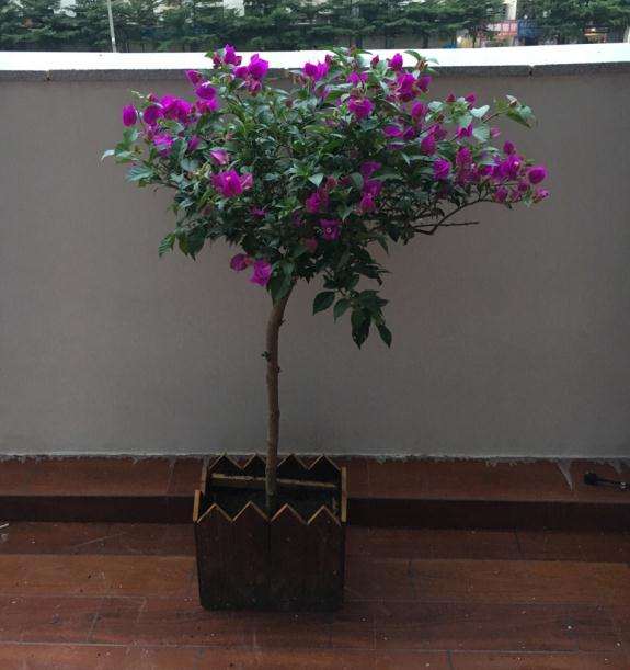 为什么三角梅盆栽只长叶 不长花 图片