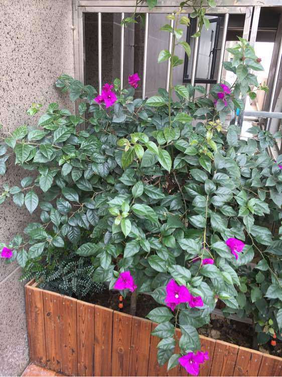 为什么三角梅盆栽只长叶 不长花 图片