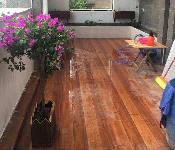 为什么三角梅盆栽只长叶 不长花 图片