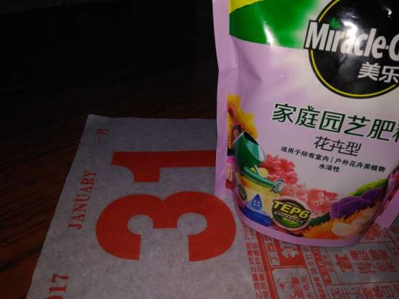 为什么等三角梅盆栽叶子变软后 浇水 图片