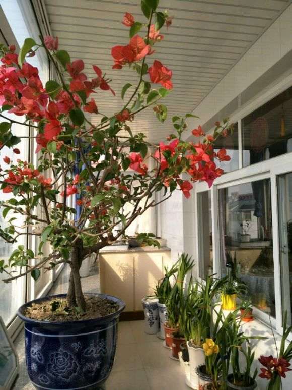 北方的三角梅盆栽开花了 怎么样 图片