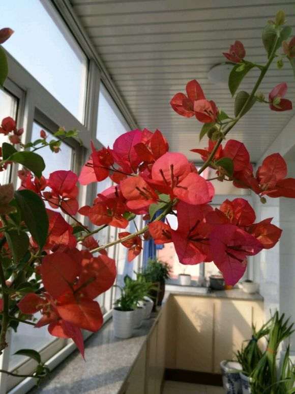 北方的三角梅盆栽开花了 怎么样 图片