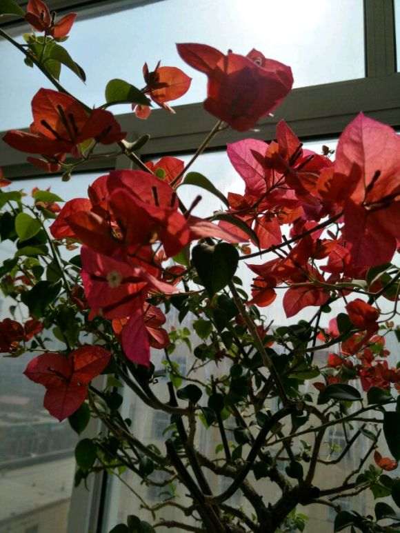 北方的三角梅盆栽开花了 怎么样 图片