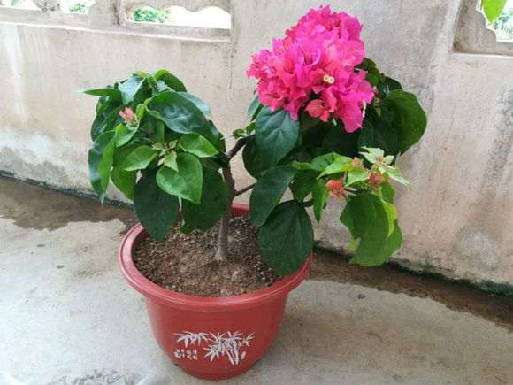 绣球三角梅盆栽 怎么样 图片