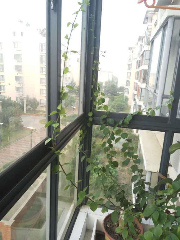 三角梅盆栽长的枝条挺长的 怎么样