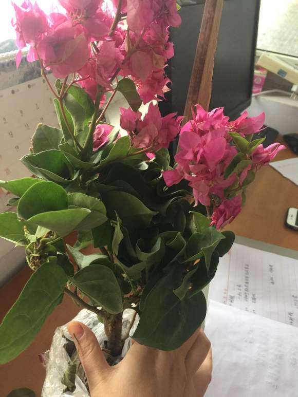 新入的三角梅盆栽 22元 怎么样 图片