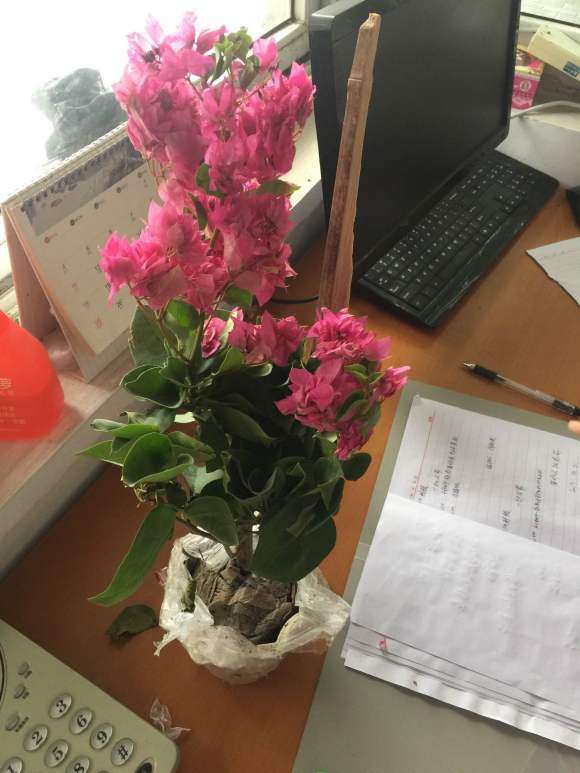 新入的三角梅盆栽 22元 怎么样 图片