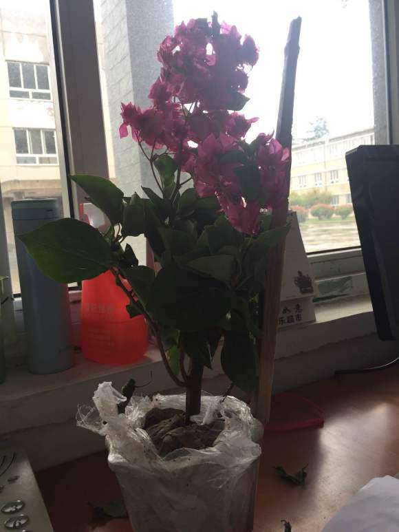 新入的三角梅盆栽 22元 怎么样 图片