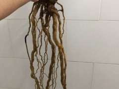 提根三角梅下山桩 如何上盆 最好 图片