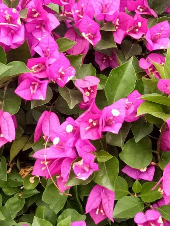 最深紫的三角梅盆栽是哪种 图片