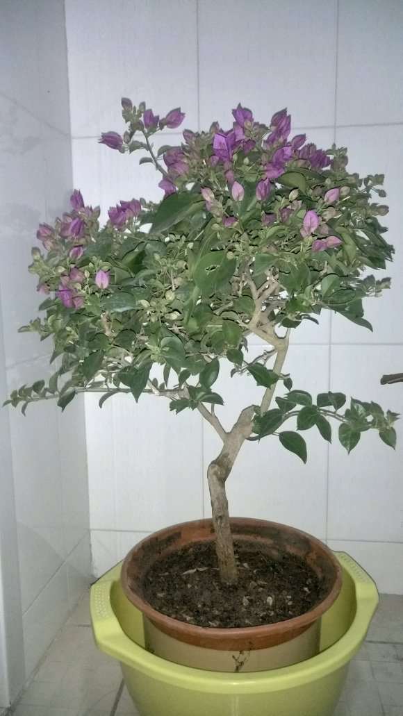 下午刚入的三角梅盆栽 求指导 图片