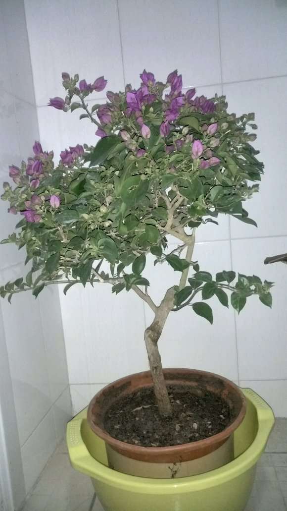 下午刚入的三角梅盆栽 求指导 图片