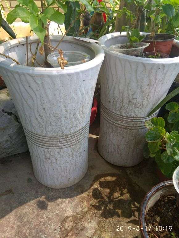 三角梅盆栽用多大的花盆最好 图片