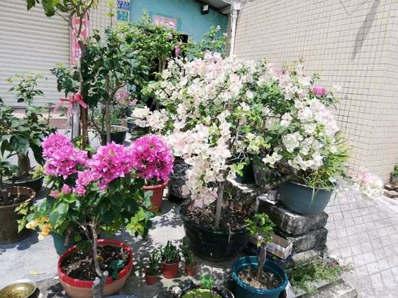 三角梅盆栽用多大的花盆最好 图片