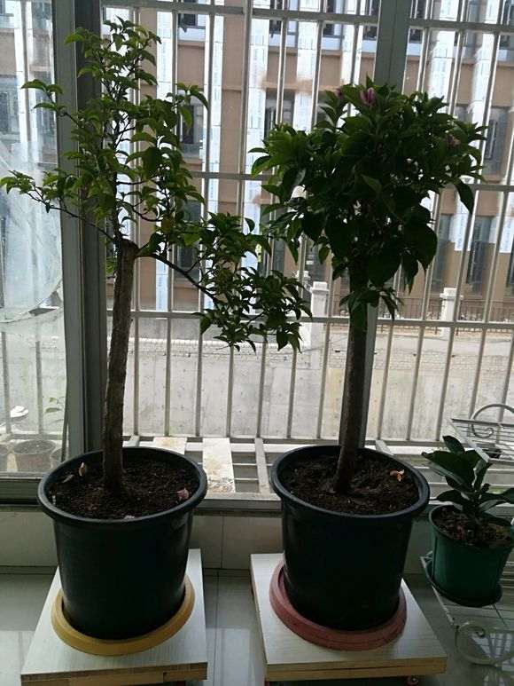 三角梅盆栽用多大的花盆最好 图片