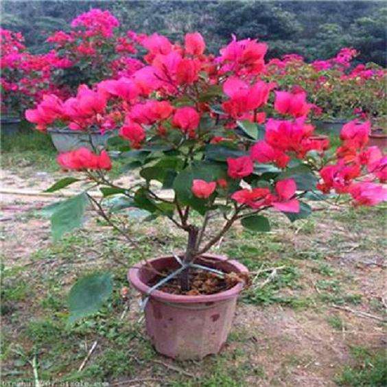 三角梅盆栽 用多大盆 最合适 图片