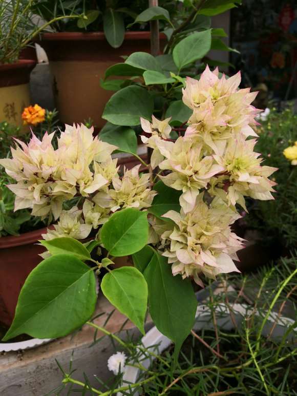 三角梅盆栽用多大盆 最好 图片