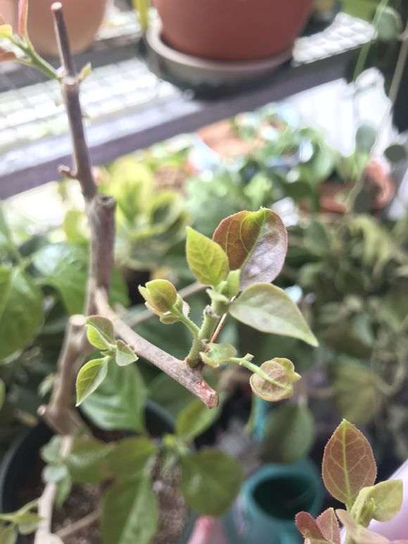 三角梅的花芽初期长什么样子 图片