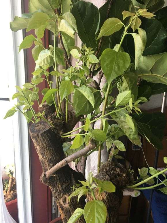 三角梅的花芽初期长什么样子 图片