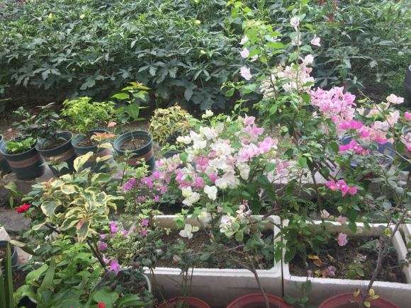 为什么三角梅盆栽经常开花 图片