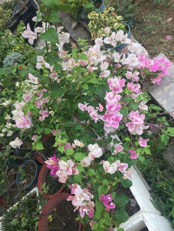 为什么三角梅盆栽经常开花 图片