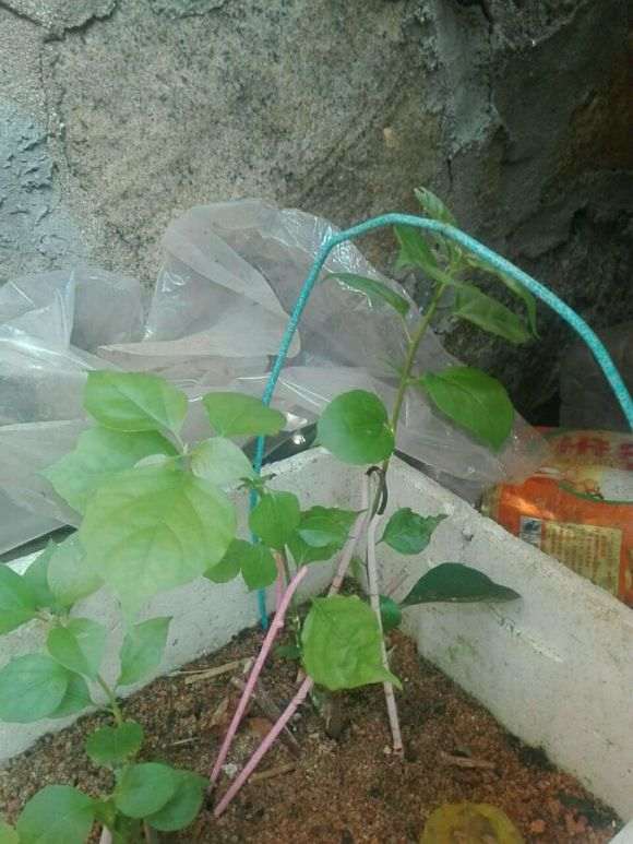 扦插的三角梅盆栽发新芽了 图片