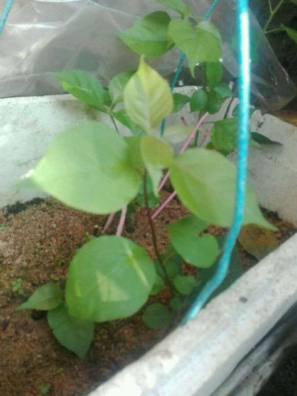 扦插的三角梅盆栽发新芽了 图片