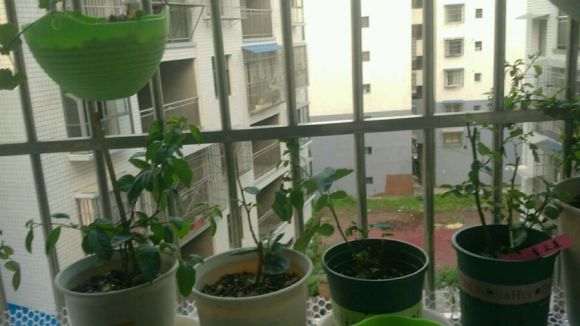 三角梅盆栽每天晒几小时太阳 可以开花