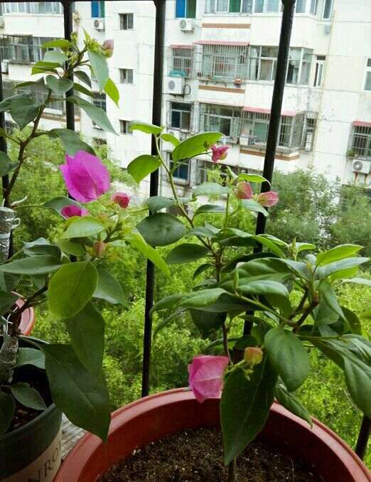 三角梅盆栽每天晒几小时太阳 可以开花