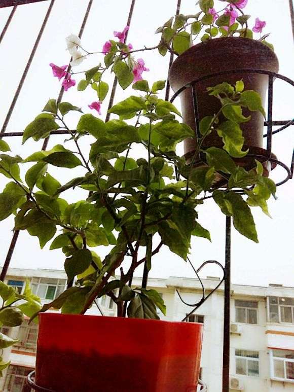 三角梅盆栽每天晒几小时太阳 可以开花