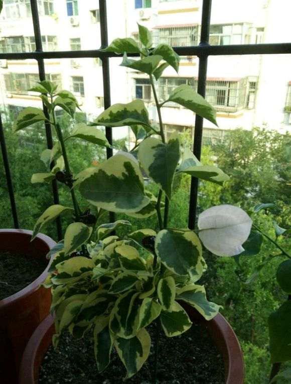 三角梅盆栽每天晒几小时太阳 可以开花