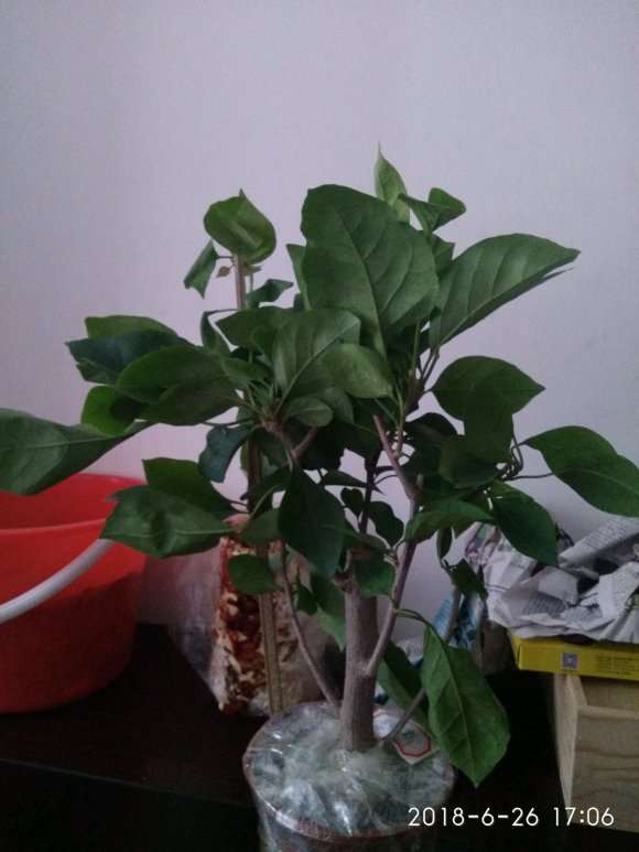 三角梅盆栽快递三天会不会闷死 图片