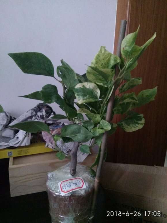 三角梅盆栽快递三天会不会闷死 图片