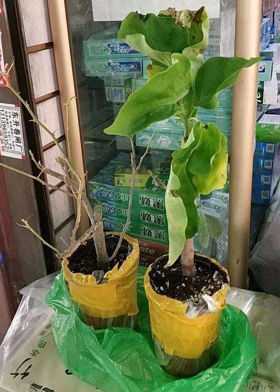 三角梅盆栽快递三天会不会闷死 图片