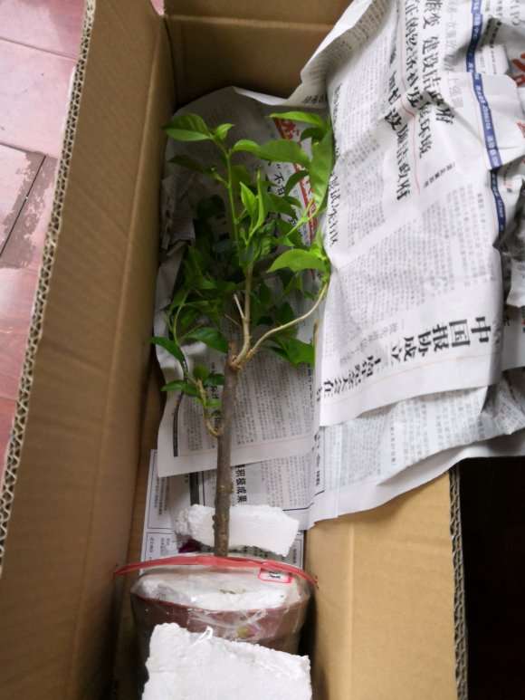 三角梅盆栽部分落叶 苗没有焉 图片