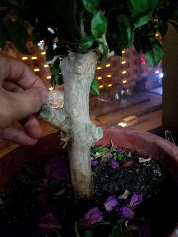 三角梅下山桩该剪枝 还是继续等待开花