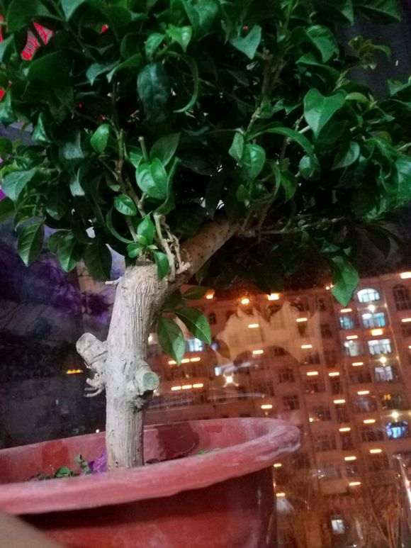 三角梅下山桩该剪枝 还是继续等待开花