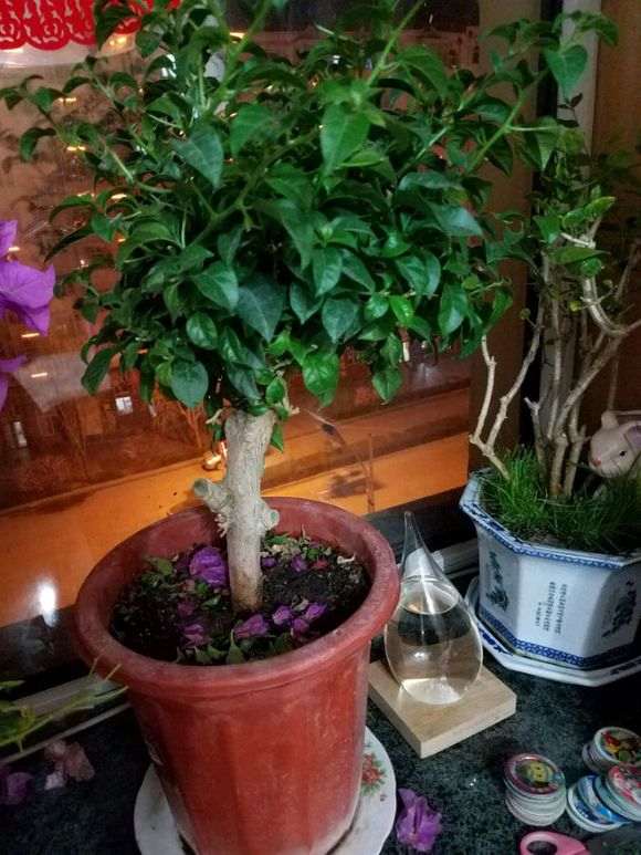 三角梅下山桩该剪枝 还是继续等待开花