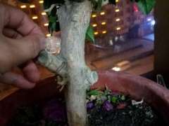 三角梅下山桩该剪枝 还是继续等待开花