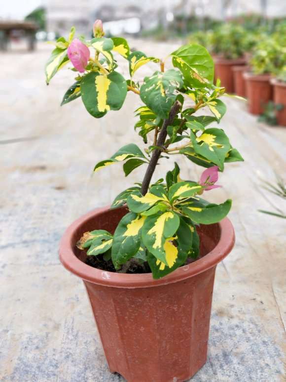 请问斑叶三角梅盆栽有哪些 图片